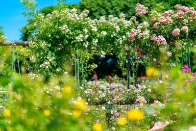 VILLE DE L'HAŸ LES ROSES