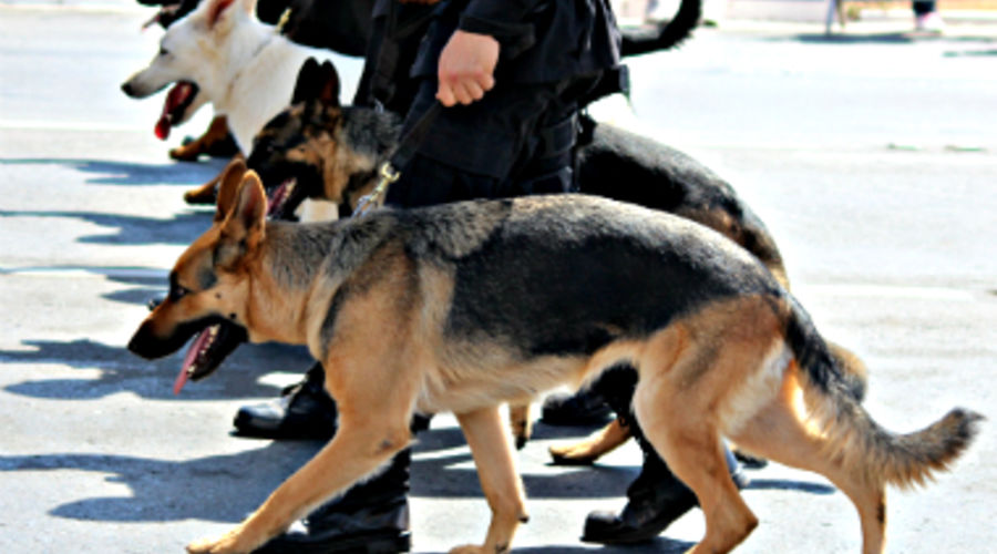chiens-police-flickrcc-a-g-stumpf